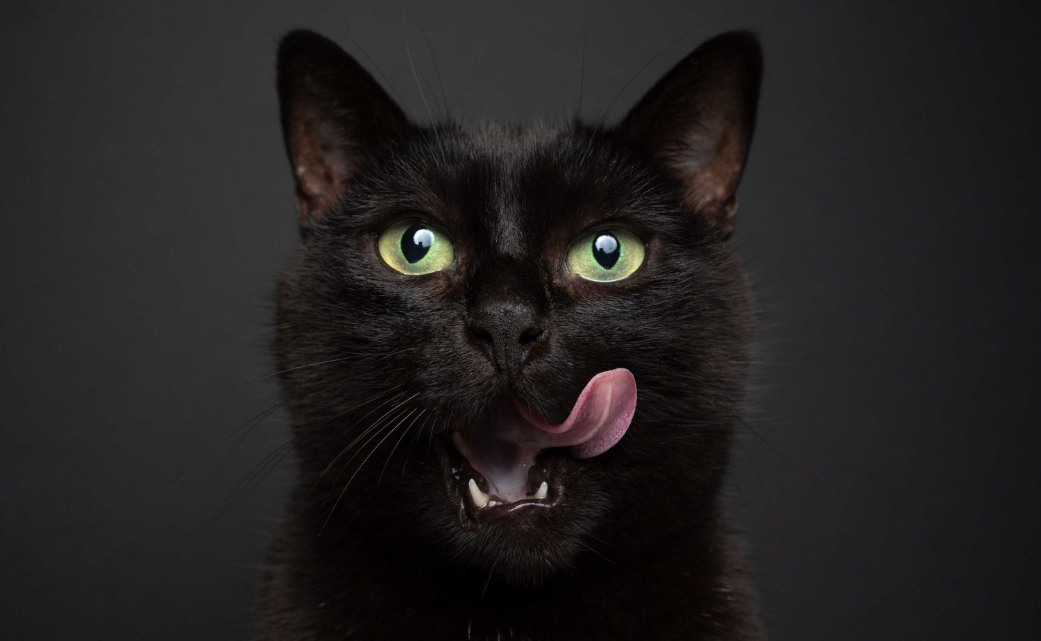 cat by maniita lacitta
