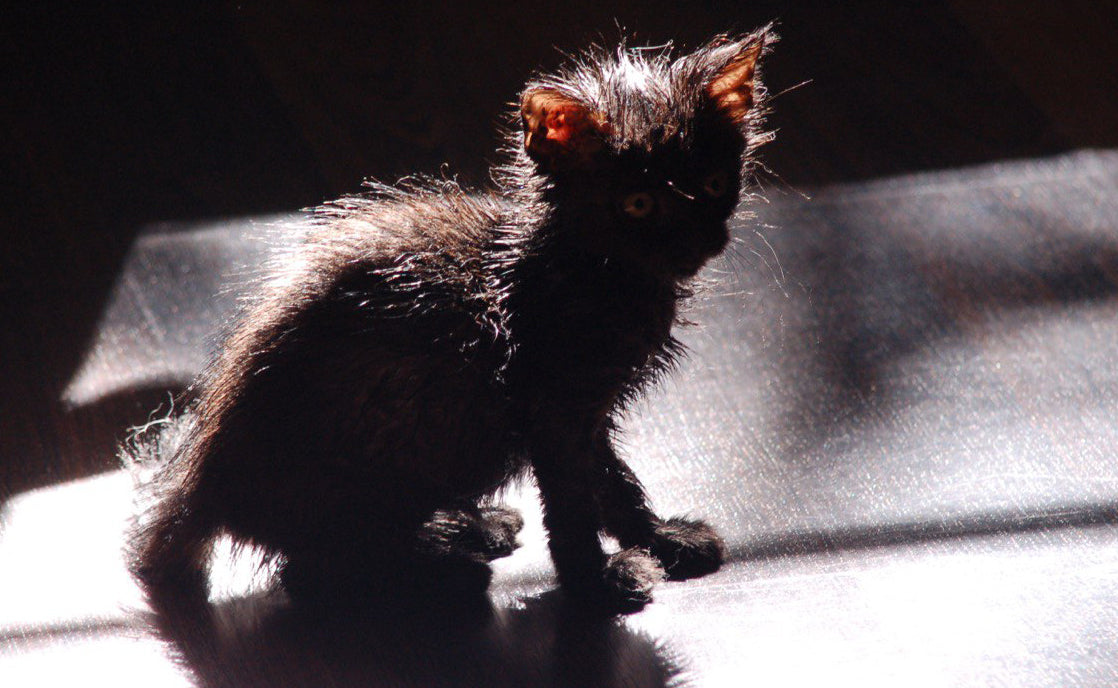 cat by maniita lacitta